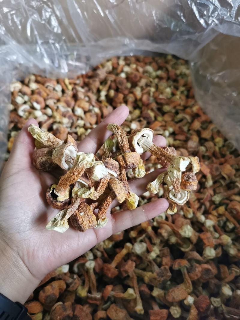 批发云南野生菌姬松茸干货一件代发包邮