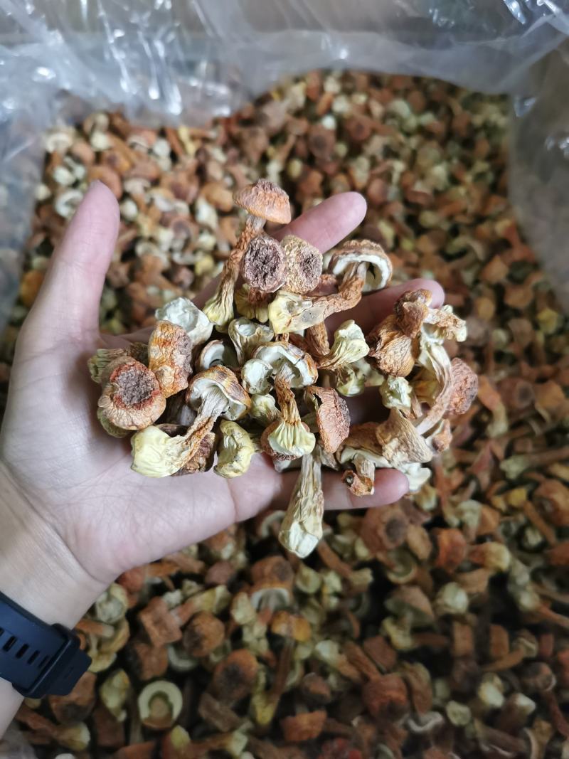 批发云南野生菌姬松茸干货一件代发包邮