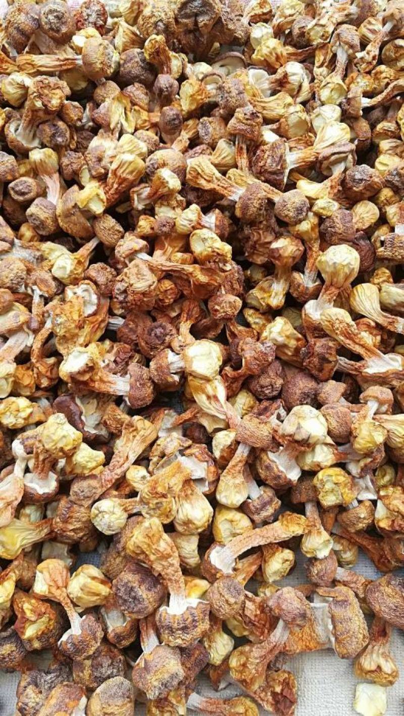 批发云南野生菌姬松茸干货一件代发包邮