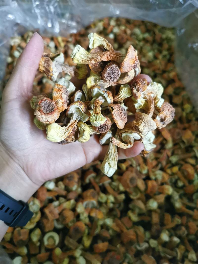 批发云南野生菌姬松茸干货一件代发包邮