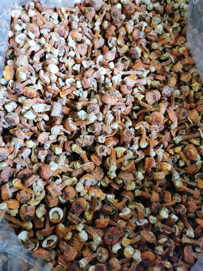 批发云南野生菌姬松茸干货一件代发包邮