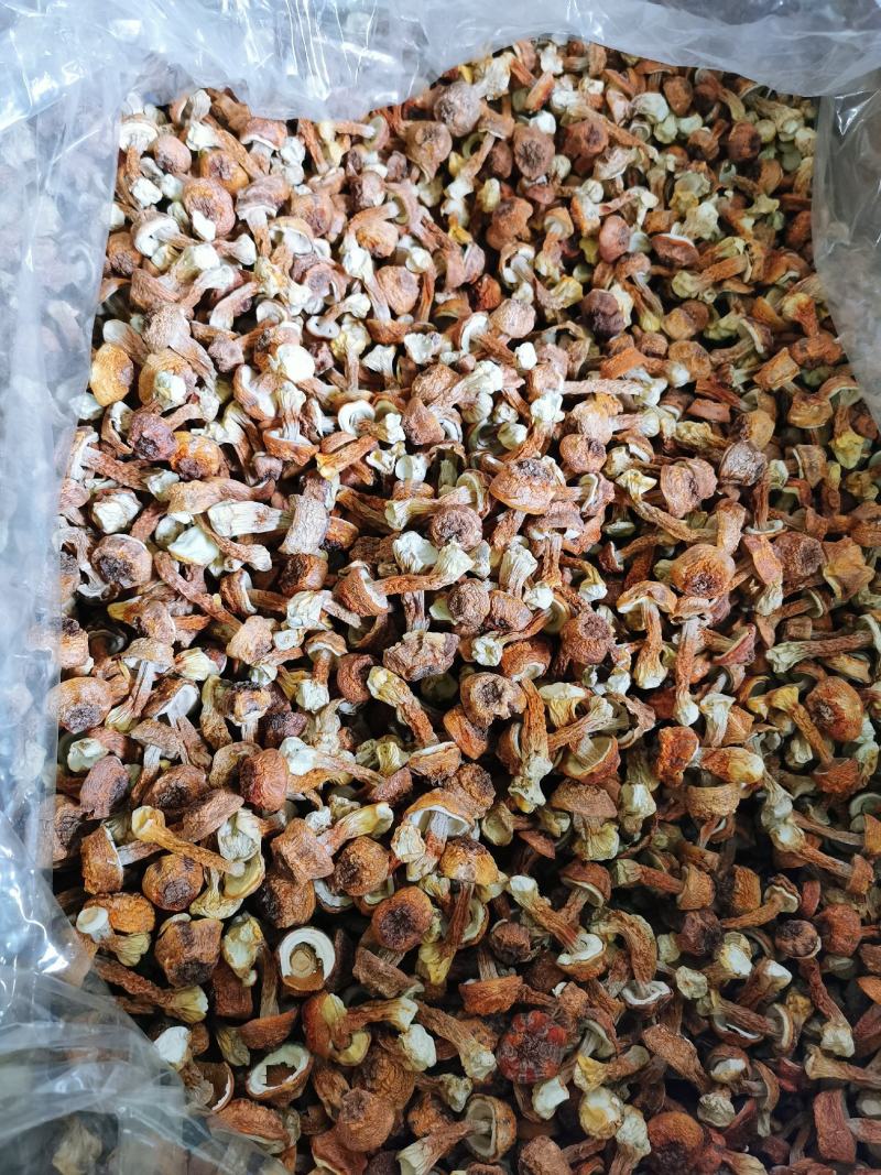 批发云南野生菌姬松茸干货一件代发包邮
