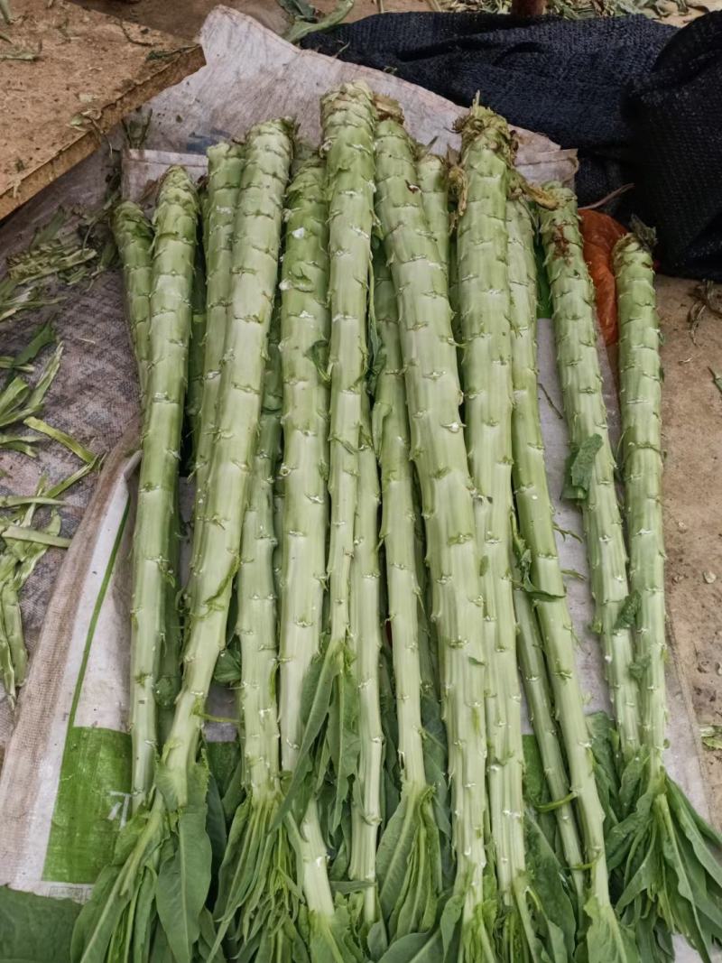 云南基地新鲜贡菜莴笋光杆出售价格便宜