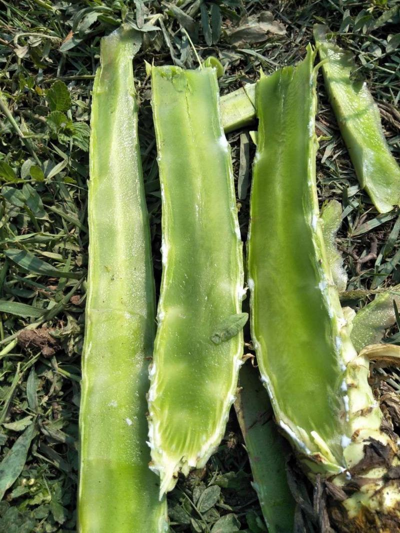 云南基地新鲜贡菜莴笋光杆出售价格便宜