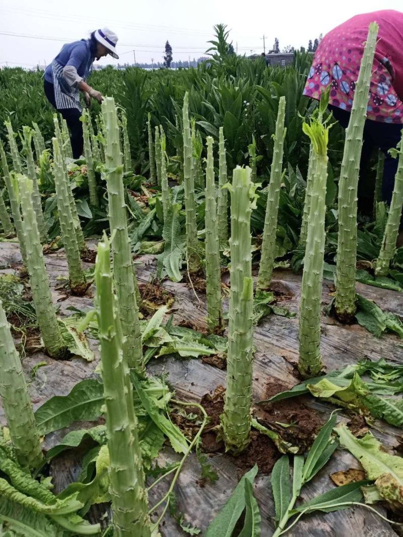 云南基地新鲜贡菜莴笋光杆出售价格便宜