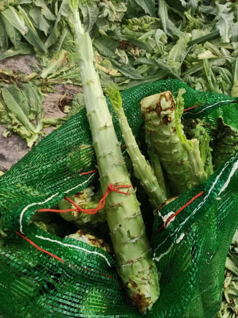 云南基地新鲜贡菜莴笋光杆出售价格便宜