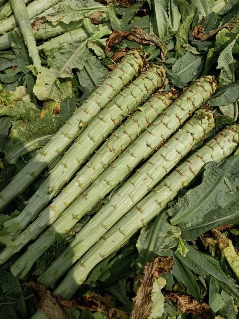 云南基地新鲜贡菜莴笋光杆出售价格便宜