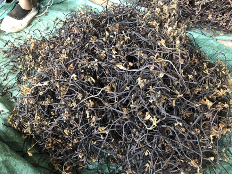 25年新货蕨菜干龙爪菜拳菜干菜脱水蔬菜