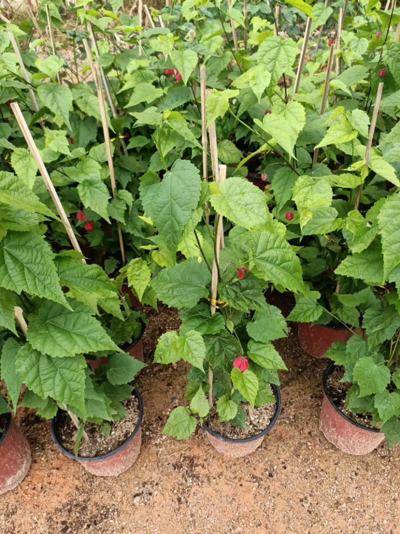 灯笼花，支持现场视频看货，福建龙岩永福基地直销