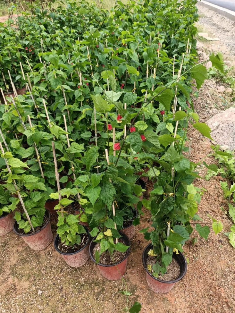 灯笼花，支持现场视频看货，福建龙岩永福基地直销