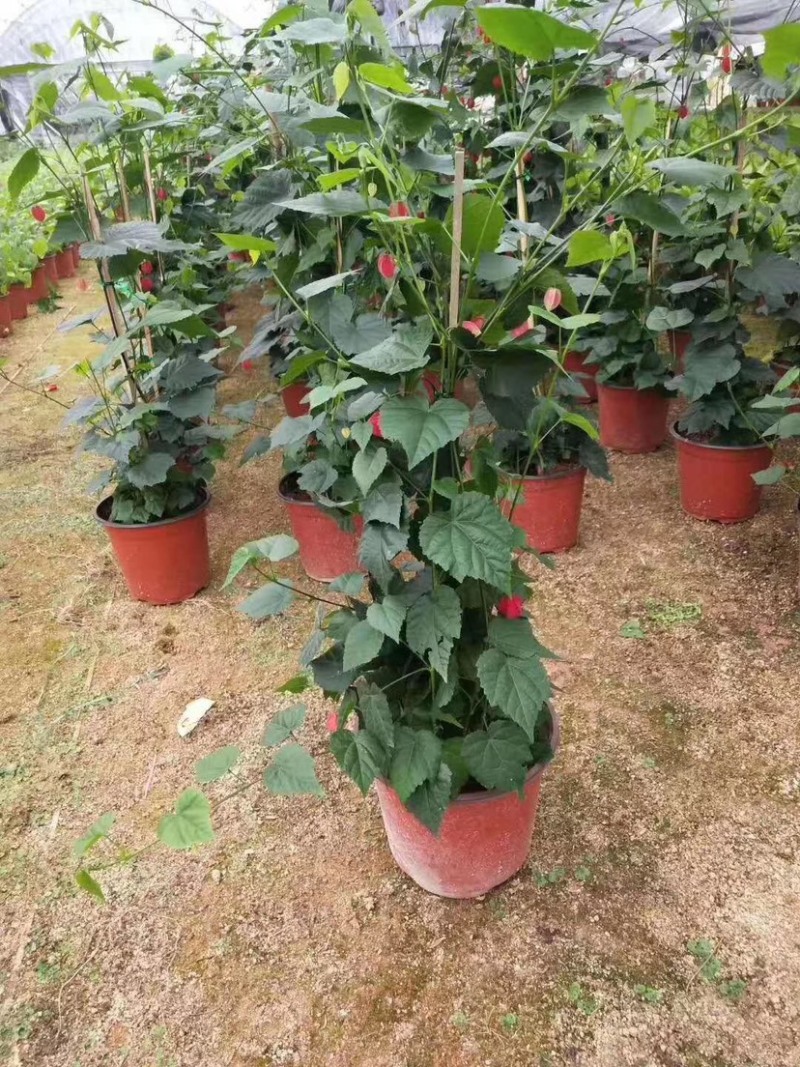 灯笼花，支持现场视频看货，福建龙岩永福基地直销