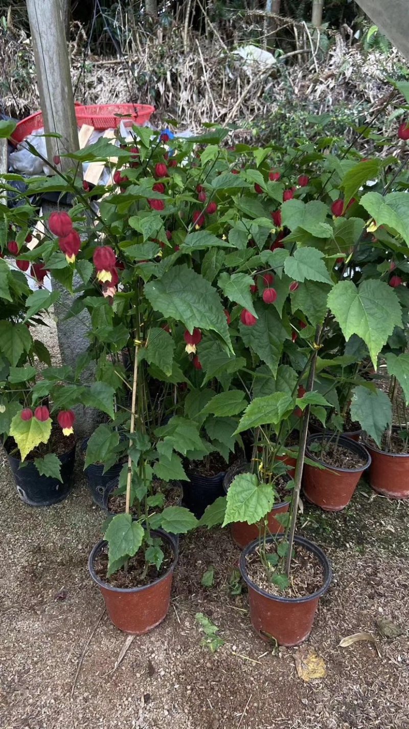 灯笼花，支持现场视频看货，福建龙岩永福基地直销