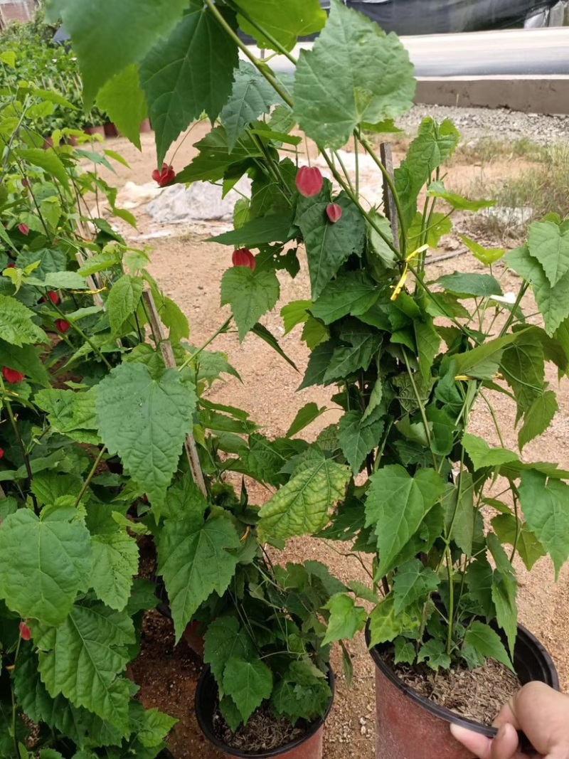 灯笼花，支持现场视频看货，福建龙岩永福基地直销