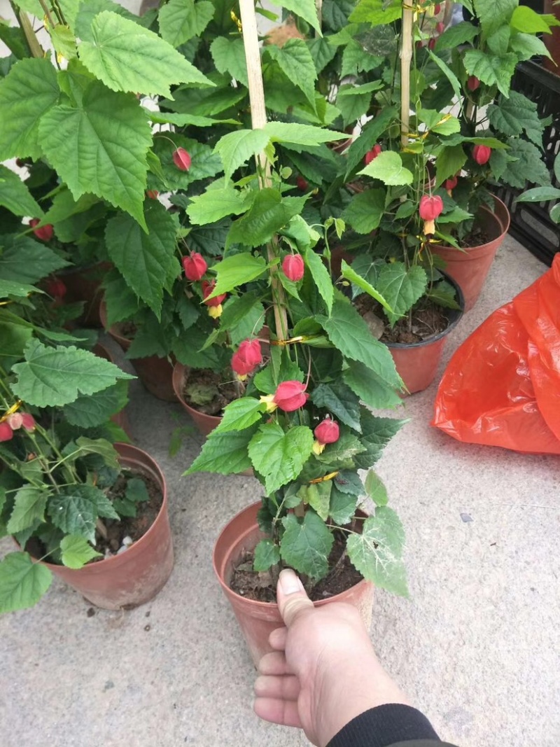 灯笼花，支持现场视频看货，福建龙岩永福基地直销