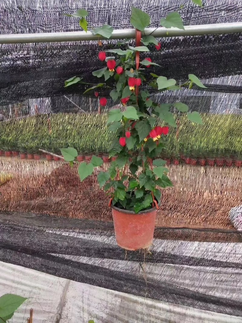 灯笼花，支持现场视频看货，福建龙岩永福基地直销