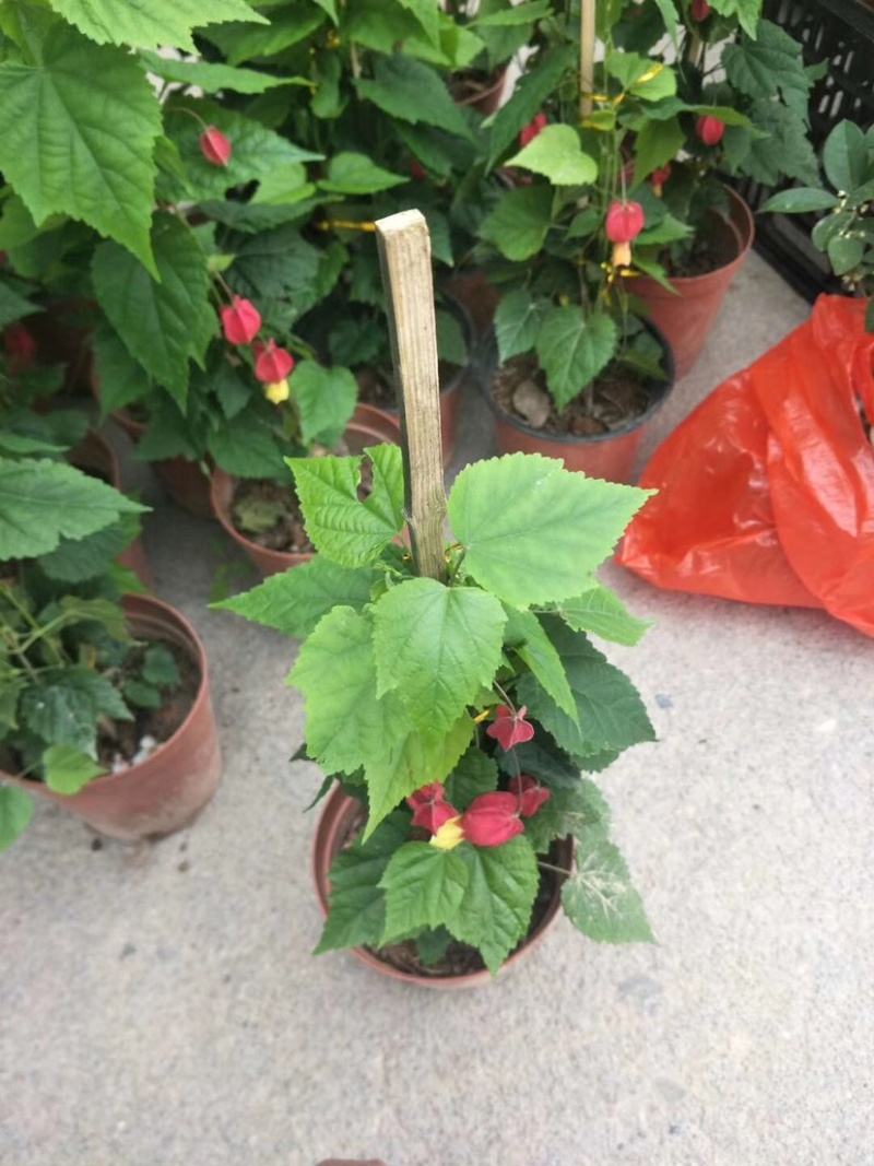 灯笼花，支持现场视频看货，福建龙岩永福基地直销