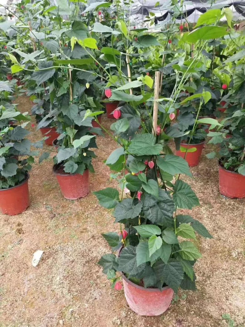 灯笼花，支持现场视频看货，福建龙岩永福基地直销