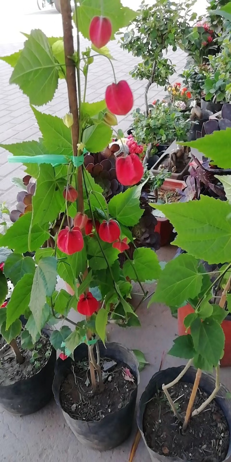 灯笼花，支持现场视频看货，福建龙岩永福基地直销