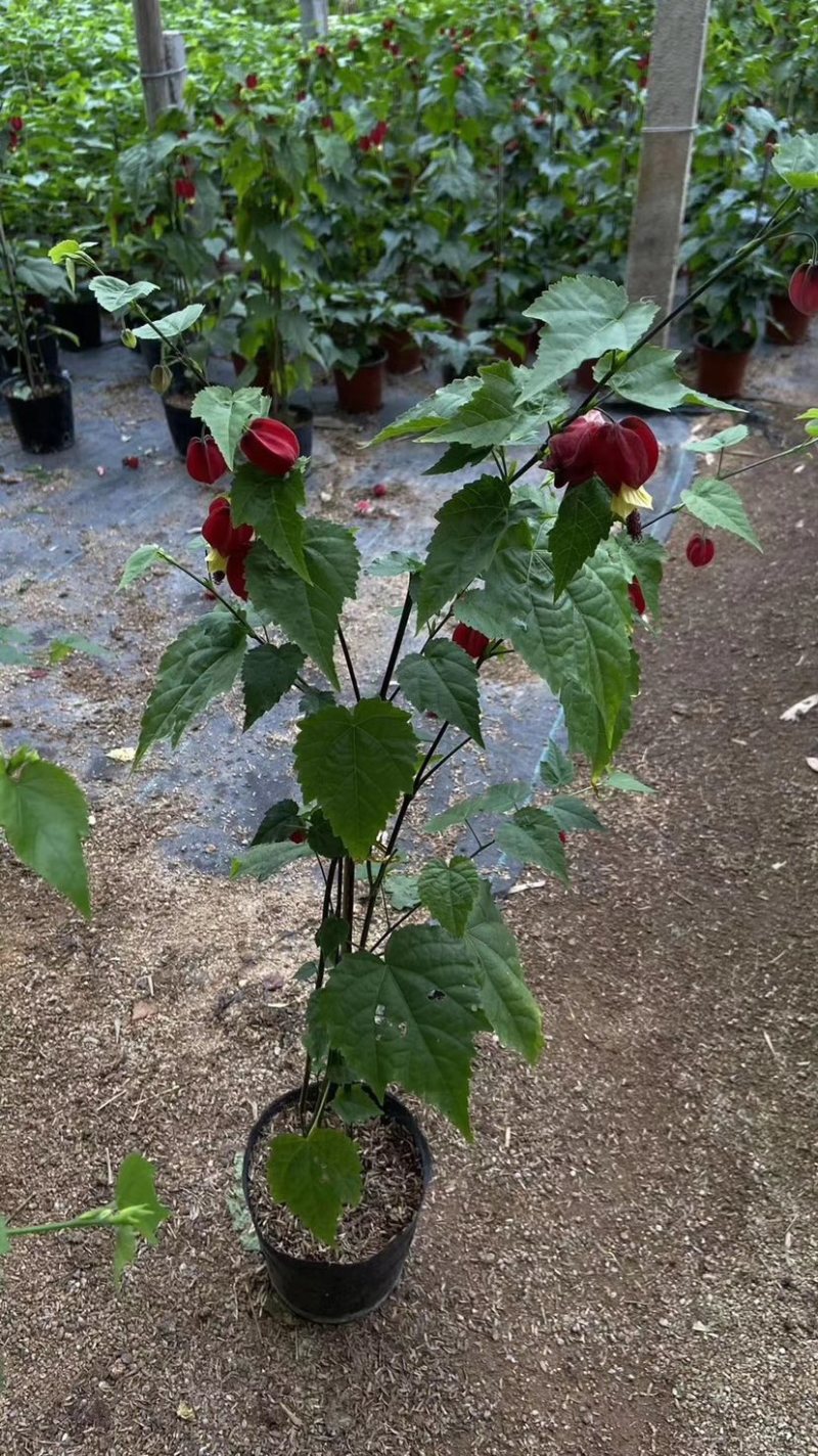 灯笼花，支持现场视频看货，福建龙岩永福基地直销
