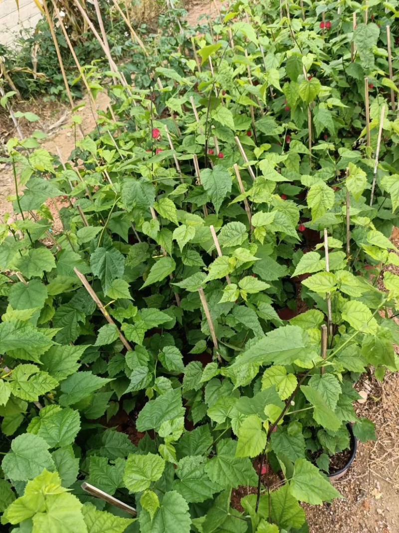 灯笼花，支持现场视频看货，福建龙岩永福基地直销