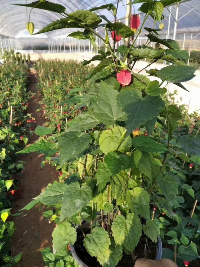 灯笼花，支持现场视频看货，福建龙岩永福基地直销