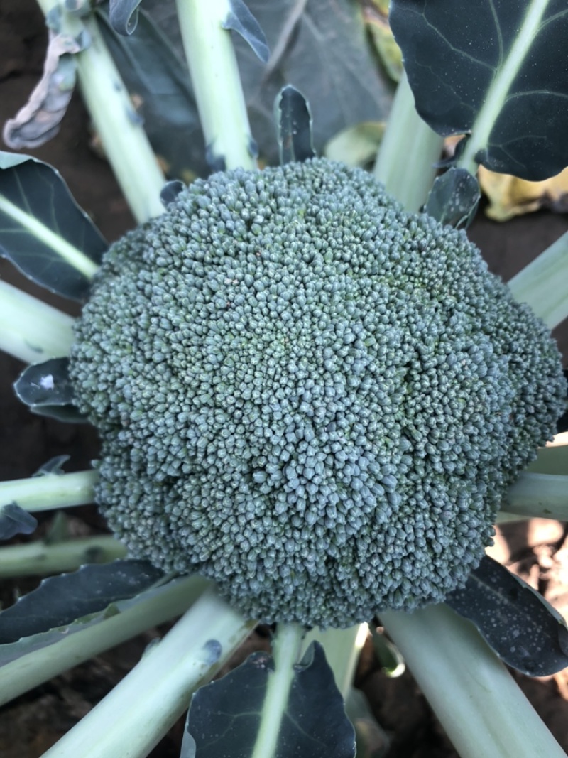 炎秀西兰花种子大包炎秀10万粒装21新日期芽率高顺丰包邮