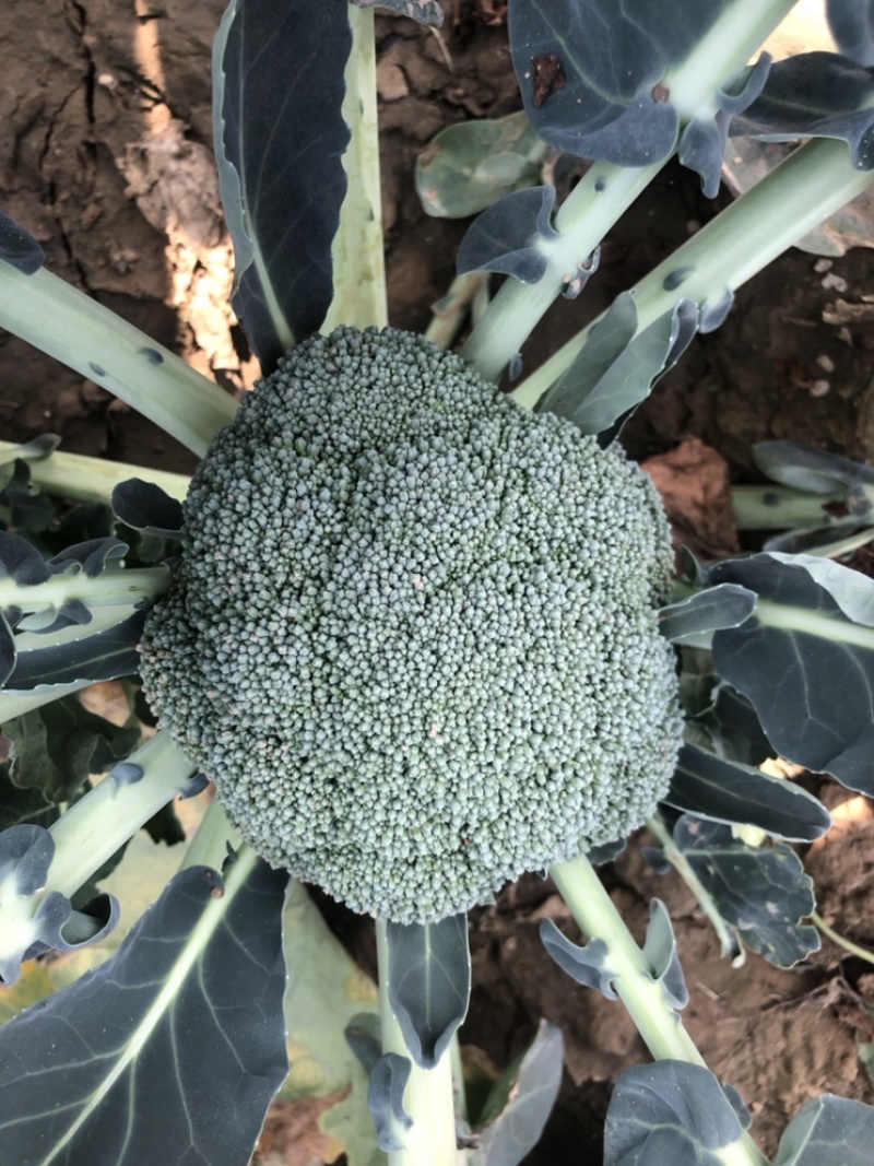 炎秀西兰花种子大包炎秀10万粒装21新日期芽率高顺丰包邮