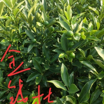 柑桔苗金钱桔树苗湖南水果柑橘苗，大树中小苗