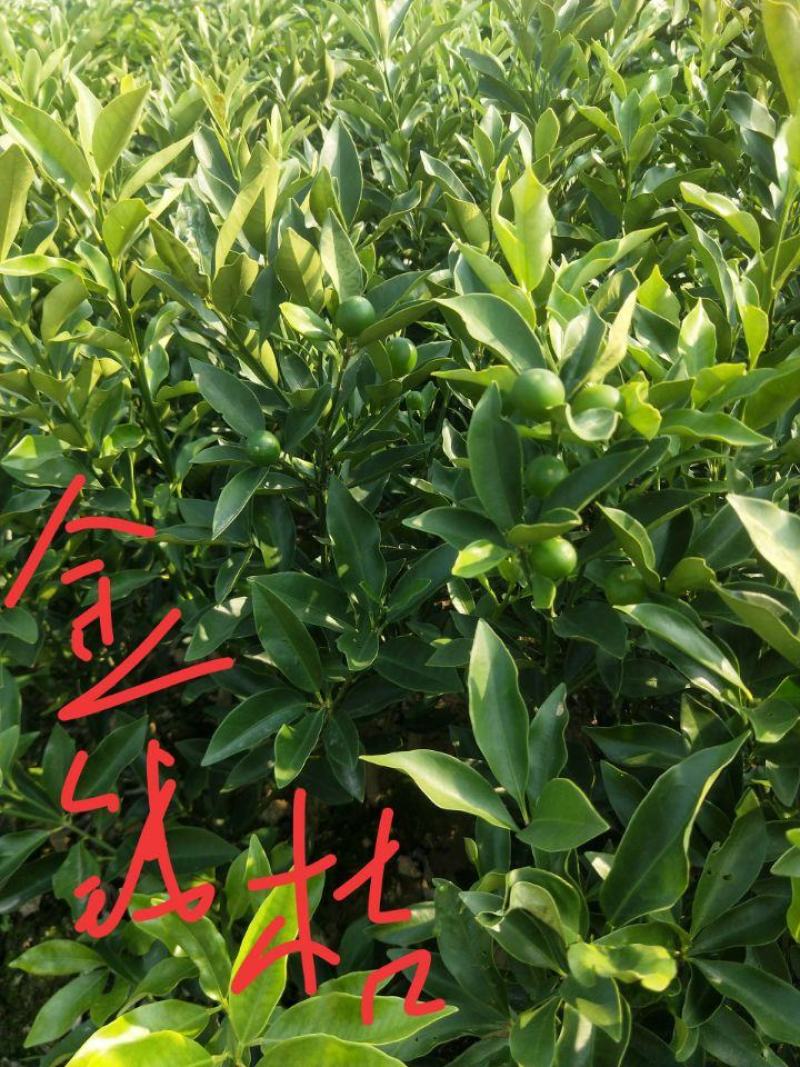 柑桔苗金钱桔树苗湖南水果柑橘苗，大树中小苗