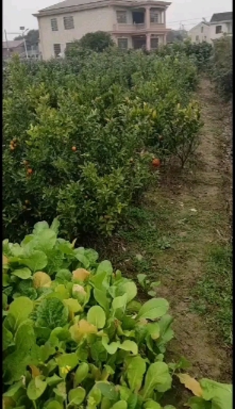 柑桔苗金钱桔树苗湖南水果柑橘苗，大树中小苗