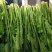 江苏雪里红规格齐全现货供应量大从优欢迎咨询