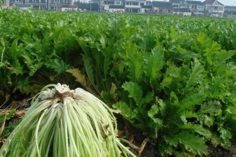 江苏雪里红规格齐全现货供应量大从优欢迎咨询