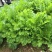 江苏雪里红规格齐全现货供应量大从优欢迎咨询