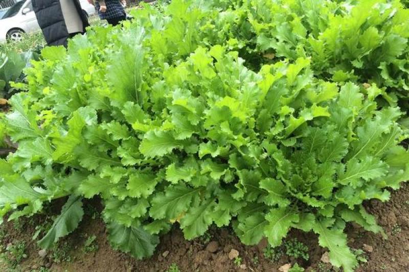 江苏雪里红规格齐全现货供应量大从优欢迎咨询