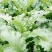 江苏雪里红规格齐全现货供应量大从优欢迎咨询