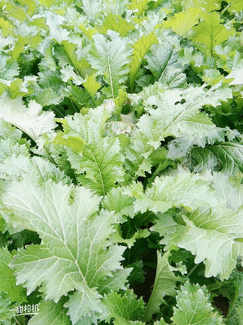 江苏雪里红规格齐全现货供应量大从优欢迎咨询