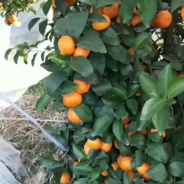 广西象州砂糖橘，袄柑大量上市欢迎你的到来
