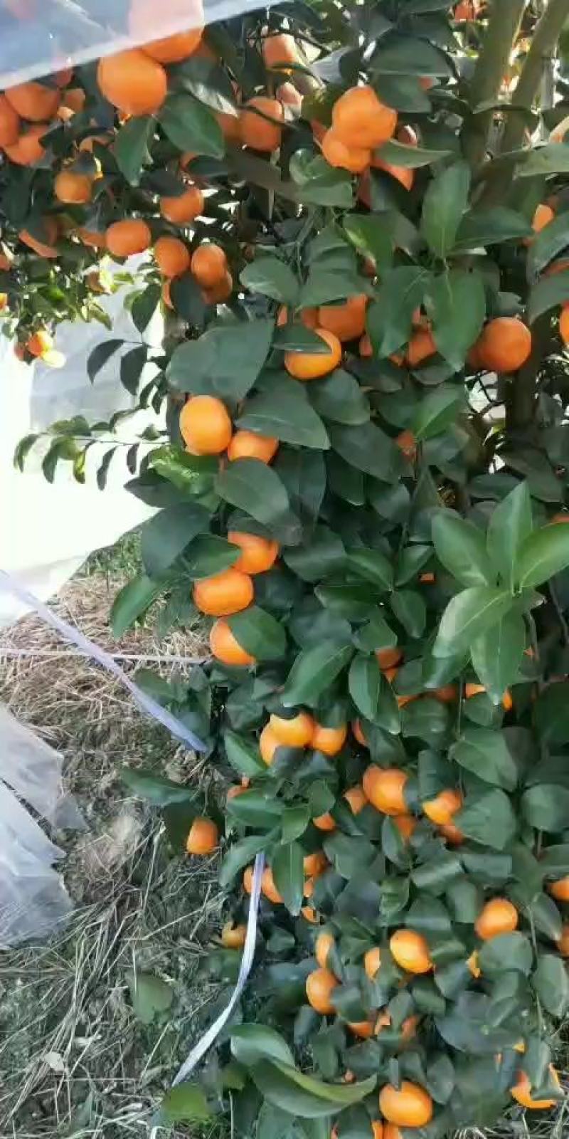 广西象州砂糖橘，袄柑大量上市欢迎你的到来