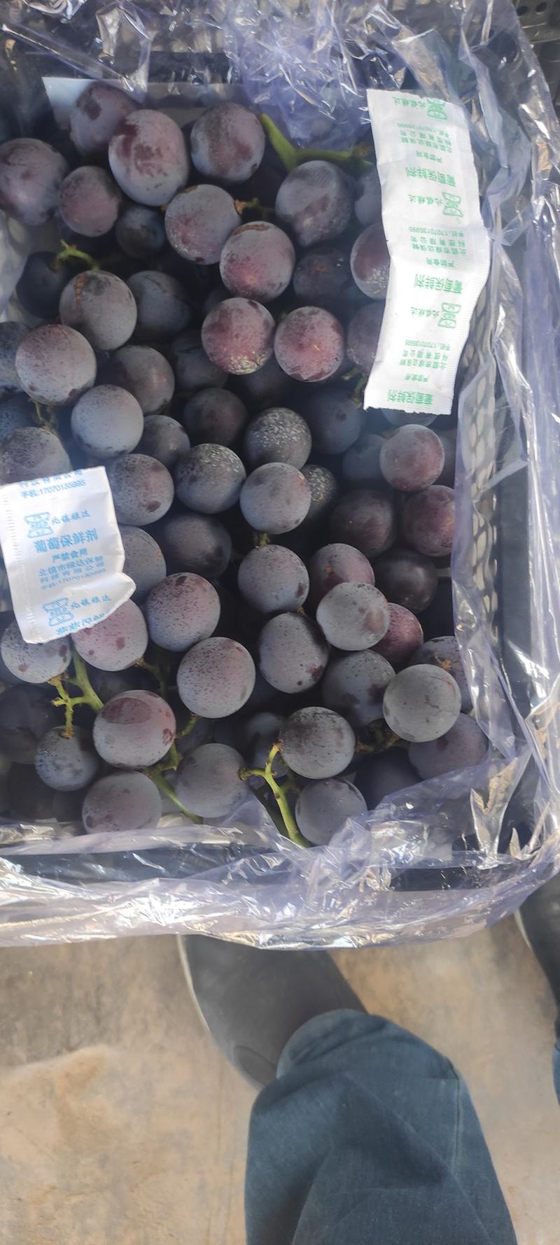 北镇冷库巨丰葡萄自然果巨峰葡萄价格便宜