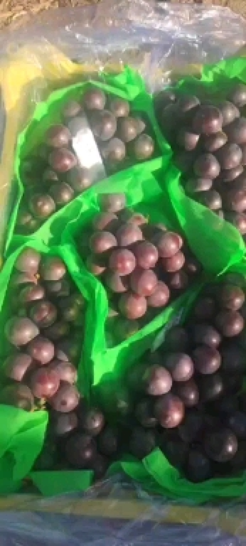 北镇冷库巨丰葡萄自然果巨峰葡萄价格便宜