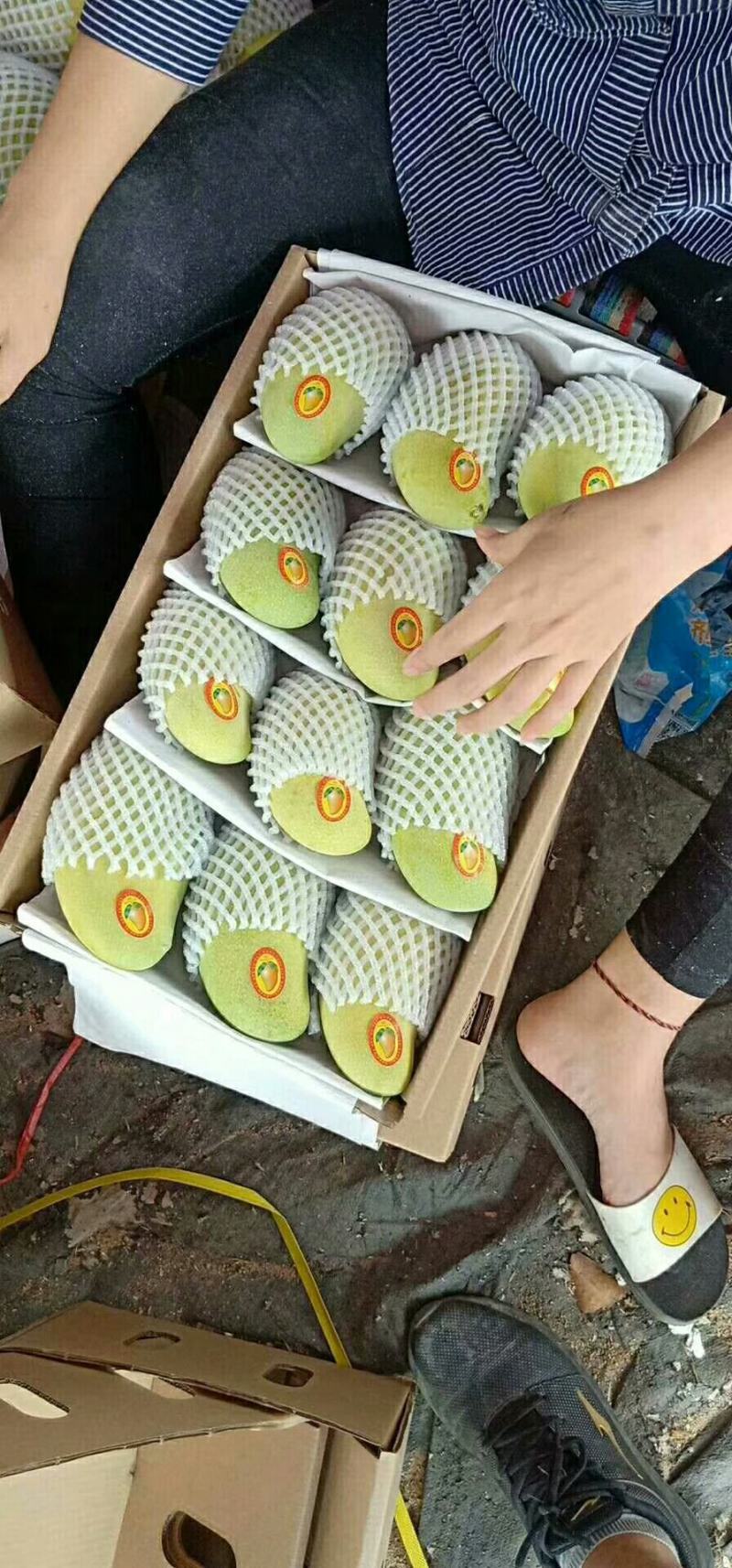 海南金煌芒口感好大小金煌