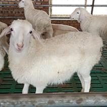 湖羊的出肉率高，繁殖率高，头一窝就能生三个