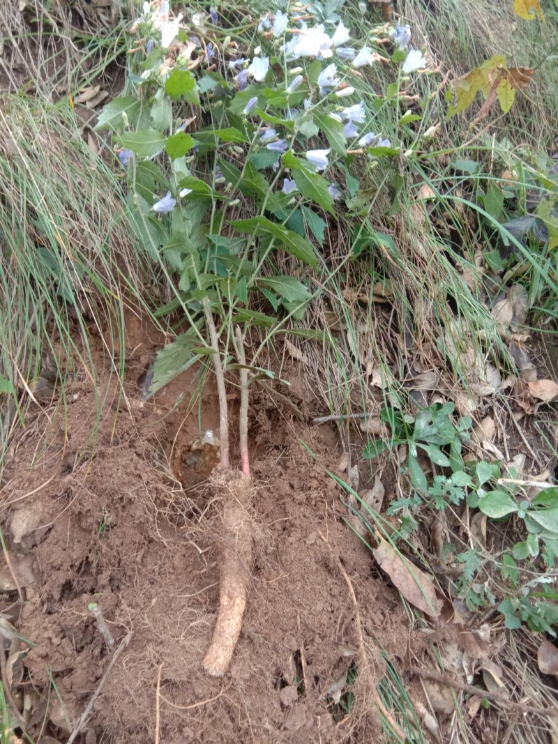 野生沙参，纯野生药农自挖自卖，干货2斤
