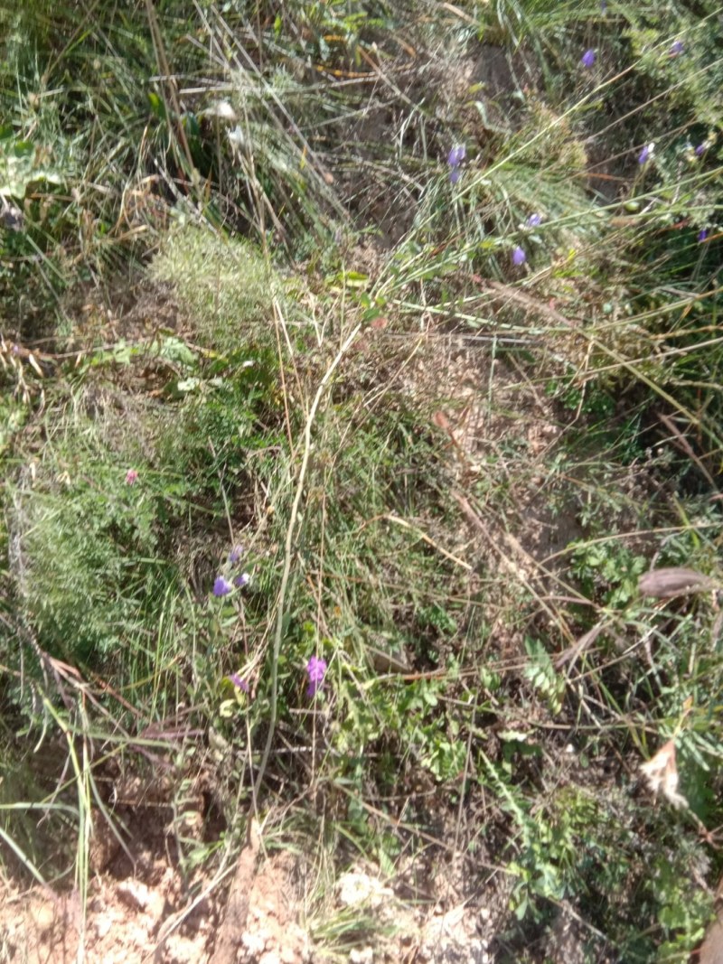 野生沙参，纯野生药农自挖自卖，干货2斤