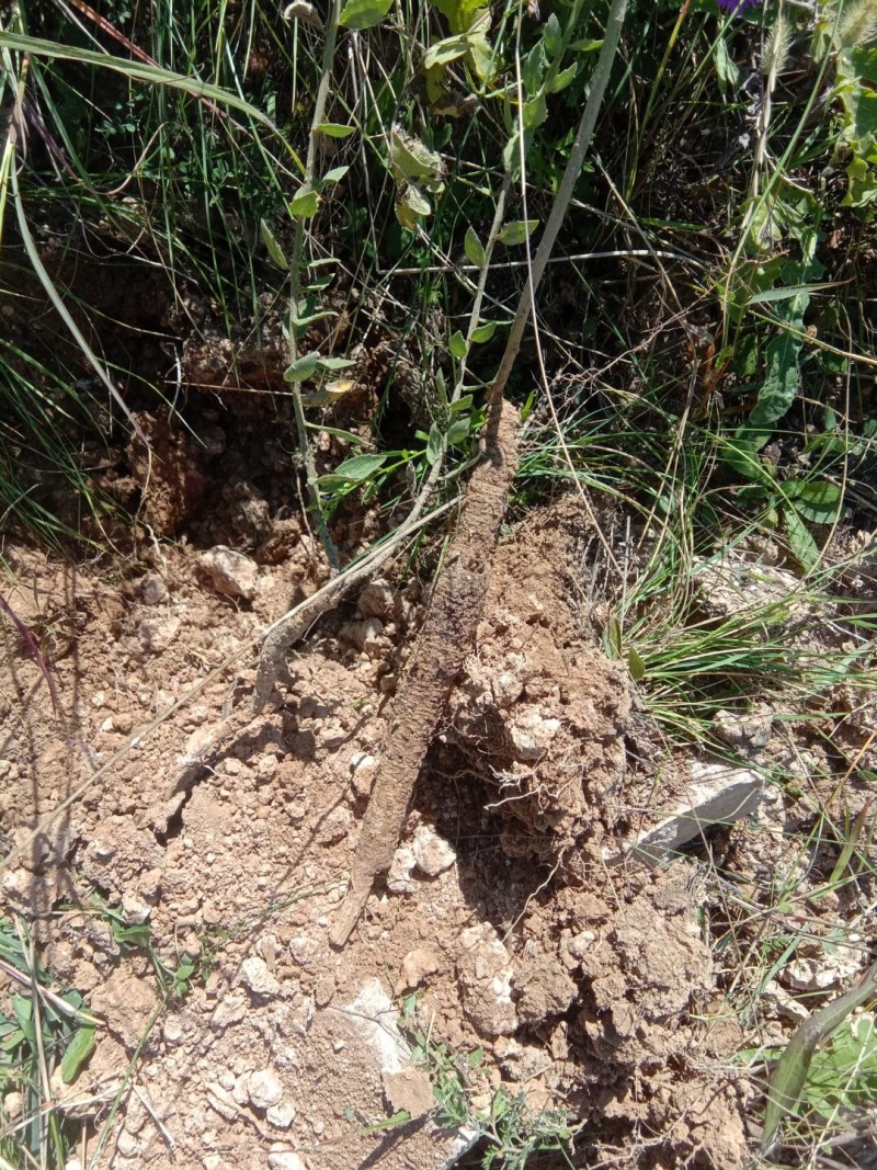 野生沙参，纯野生药农自挖自卖，干货2斤