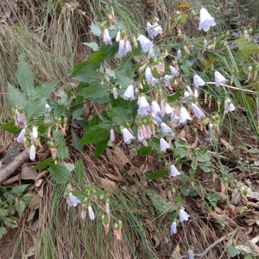 野生沙参，纯野生药农自挖自卖，干货2斤