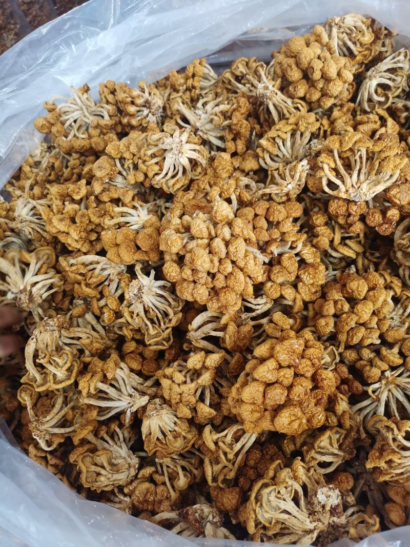 杏鲍菇大量批发量大从优保质保量欢迎各位老板来店选购