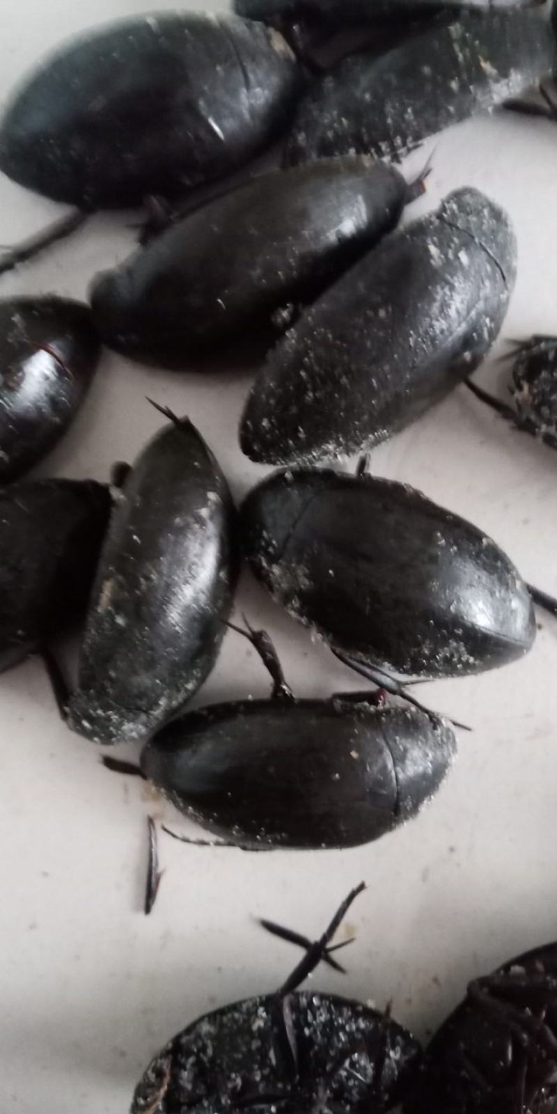 黑龙虱，黑盖虫，药食同源