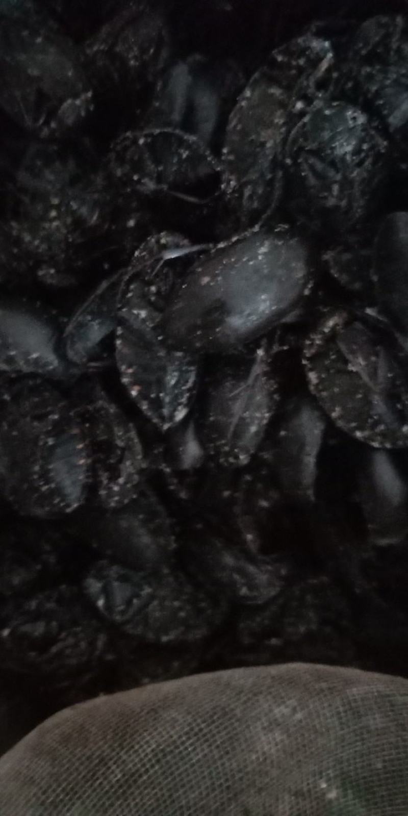 黑龙虱，黑盖虫，药食同源
