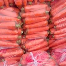 三红胡萝卜，杂交品种，精品大头